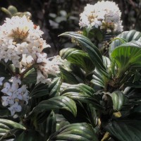 Hedyotis lessertiana Arn.